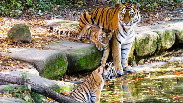 Jim Corbett Image